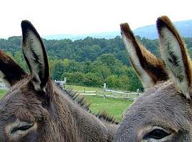 GOZÓN: EQUO pide impedir el maltrato de burros en Manzaneda