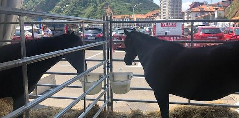 El caballu Asturcón y la ovella xalda, de finde en Candás