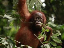 Humanos y orangutanes comparten una mutación en el ADN mitocondrial que produce sordera 