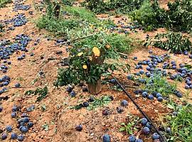 Ramos (UPA): “Miles de toneladas de fruta se venden cada día en España sin cumplir la Ley”