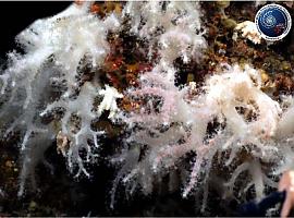 Tras una erupción submarina surge un jardín único de corales blandos