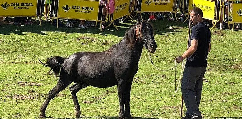 España proclama el interés turístico de la Fiesta del Asturcón