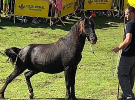 España proclama el interés turístico de la Fiesta del Asturcón