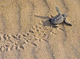 Transición Ecológica impulsa la protección de la anidación de tortugas marinas en el litoral español