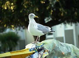 Avilés destina 57.033 euros al control de gaviotas y estorninos