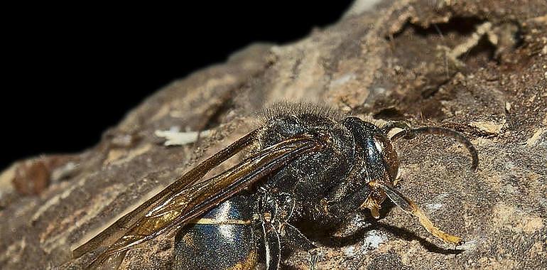 ¿Cómo alertar de un nido de avispa asiática o de una plaga de insectos