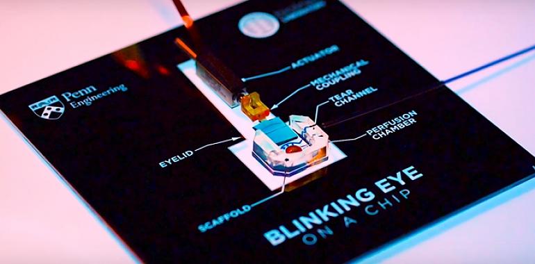 Crean un ojo simulado en 3D a partir de células humanas 