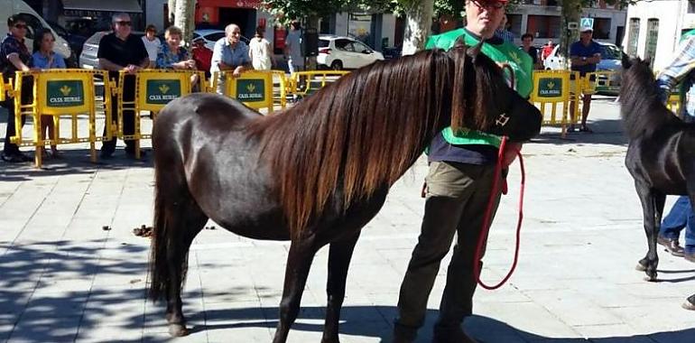 El III Concurso Morfológico de Asturcones se celebra el sábado 10 de agosto en Posada de Llanes