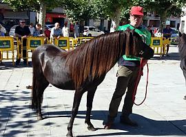 El III Concurso Morfológico de Asturcones se celebra el sábado 10 de agosto en Posada de Llanes