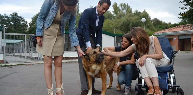 Oviedo realizará mejoras de confort para los animales del albergue municipal