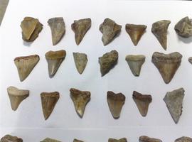 detectan contrabando de dientes de tiburón fosilizados 