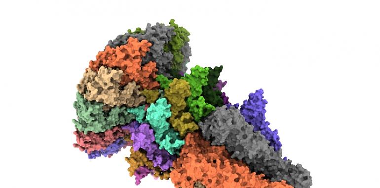 Descifran la estructura y el mecanismo de actuación de un complejo clave en la infección del virus bacteriófago T7 