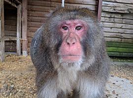 Nico llega al zoo de Oviedo