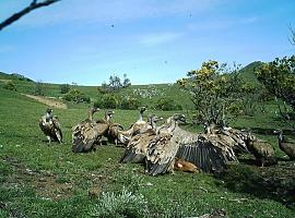 Investigadores de #UniOvi piden seguimiento de carroña para garantizar la biodiversidad