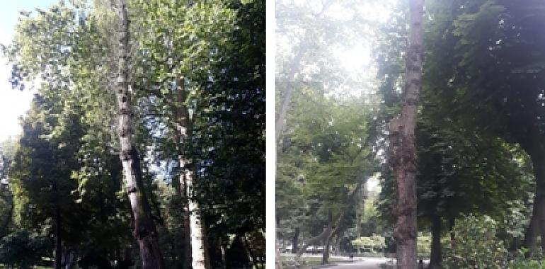 Talan cinco árboles del parque San Francisco a causa de un hongo arboricida
