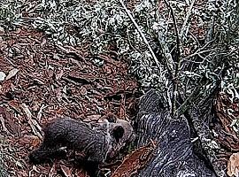 La osezna Saba será trasladada al monte leonés de Valsemana