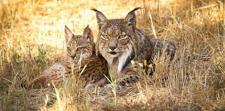 Restaurar las poblaciones de lince puede reducir la abundancia de depredadores pequeños y medianos