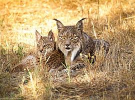 Restaurar las poblaciones de lince puede reducir la abundancia de depredadores pequeños y medianos