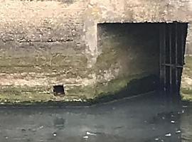 Gijón cierra parcialmente la playa de San Lorenzo para nuevos nalises