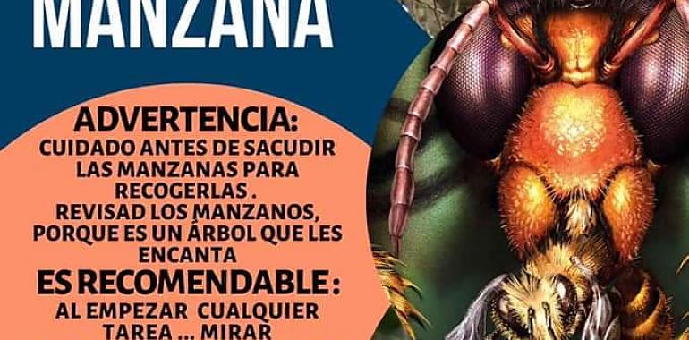 Podemos Asturies exige “triplicar los esfuerzos” contra la avispa asiática