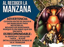 Podemos Asturies exige “triplicar los esfuerzos” contra la avispa asiática