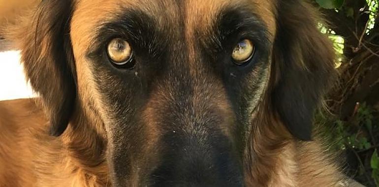 Realizan con éxito el implante de una prótesis de titanio a medida en la mandíbula de un perro