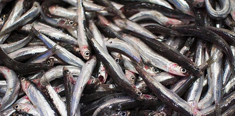 El hígado de los peces contiene ácidos grasos beneficiosos para la salud