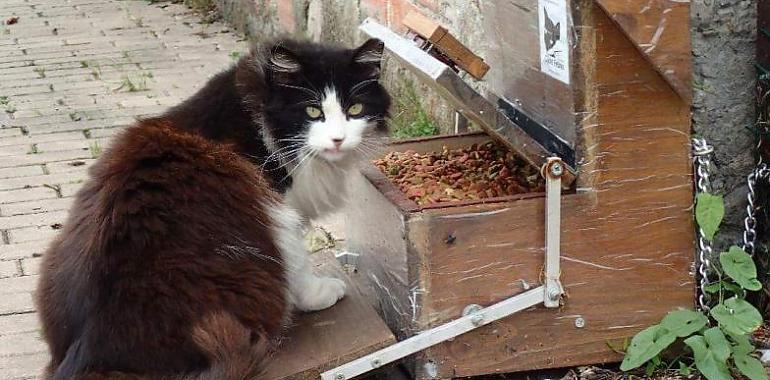 Protectoras de animales de Gijón tachan de ineficaz la gestión municipal de recogida y albergue