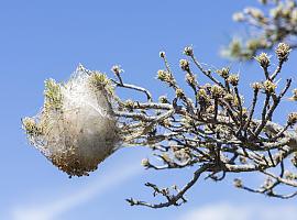 La procesionaria puede afectar a la totalidad de los bosques de pinos españoles