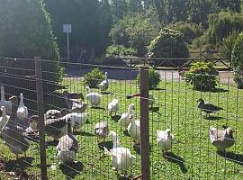 La falta de oxígeno causa la muerte de cientos de peces en el parque Isabel La Católica 