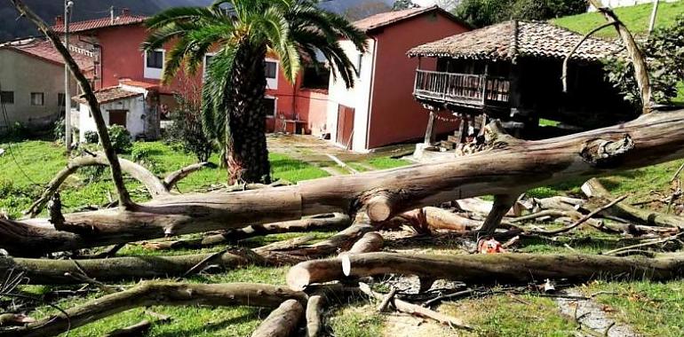 Amelie derribó un gran número de árboles en Llanes