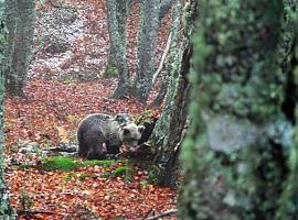 Saba, la esbarda rescatada en Proaza, liberada con éxito en Picos de Europa