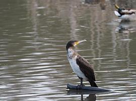 Ecologistas denuncian que Asturias vuelve a autorizar el control letal de cormoranes