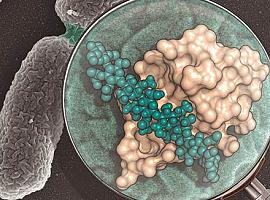 Investigadores del CSIC revelan la estructura de una maquinaria clave en la división de las bacterias