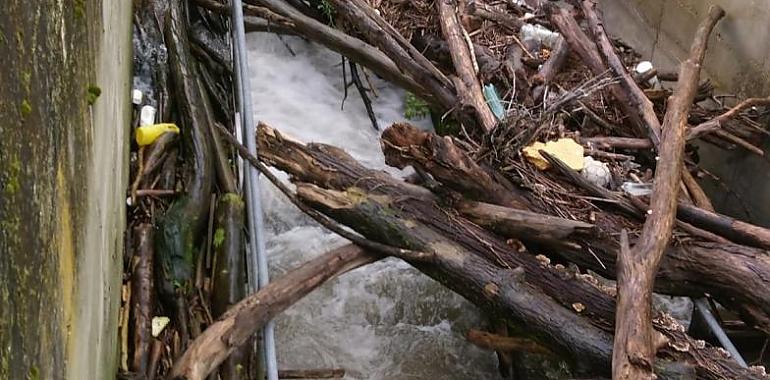 Las escalas atascadas en el Nalón impiden el retorno de los pocos salmones asturianos