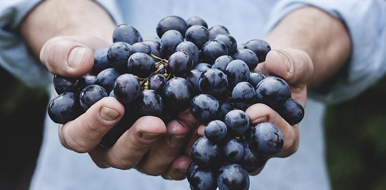 Un 86 % de los españoles tomarán las uvas de la suerte en Fin de año