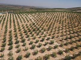 Un método con drones ideado por el CSIC hace más eficiente la selección de variedades de almendro