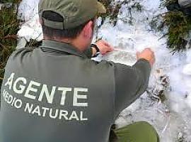 La Guardería recoge dos cadáveres de lobos en una carretera de Riosa