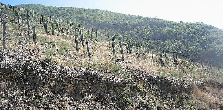 Dos entidades ecologistas organizan una reforestación en Arriondas