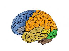 Cuando las neuronas votan tú te mueves