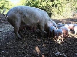 I Jornadas de Gochu Asturcelta en Sobrefoz, Ponga