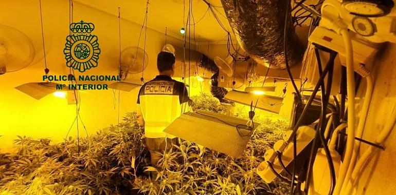 Desmantelan una plantona de marihuana en una casa de Gráu