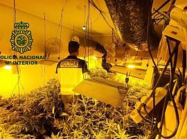 Desmantelan una plantona de marihuana en una casa de Gráu