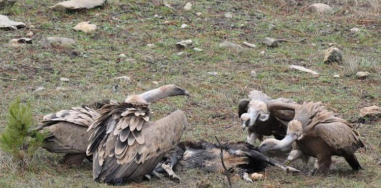 La recuperación del monte mediterráneo atrae a las grandes aves carroñeras