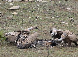 La recuperación del monte mediterráneo atrae a las grandes aves carroñeras