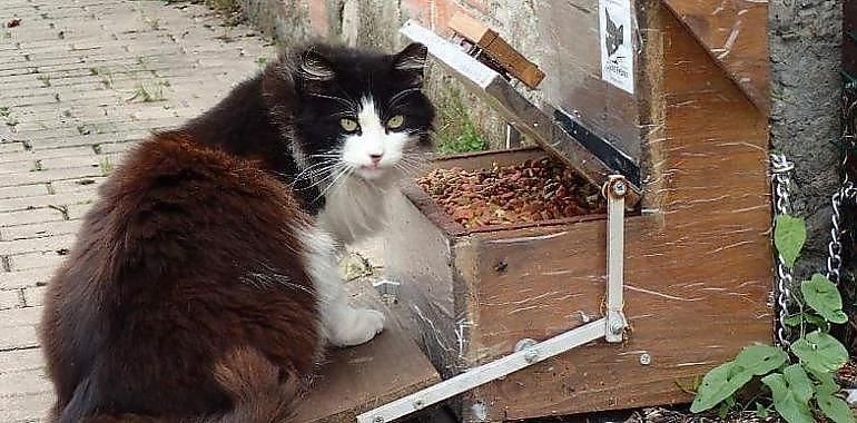 El gato, la mascota preferida por los europeos. Pero no por los españoles