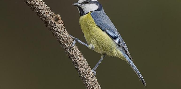 Cuño asturiano en el descubrimiento de claves para la diversidad insular de las aves