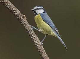 Cuño asturiano en el descubrimiento de claves para la diversidad insular de las aves