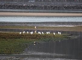 Proyecto piloto en la Ría de Villaviciosa busca una alternativa que permita el marisqueo