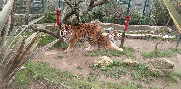 Scálibur y Eloisa, dos siberianos en Oviedo